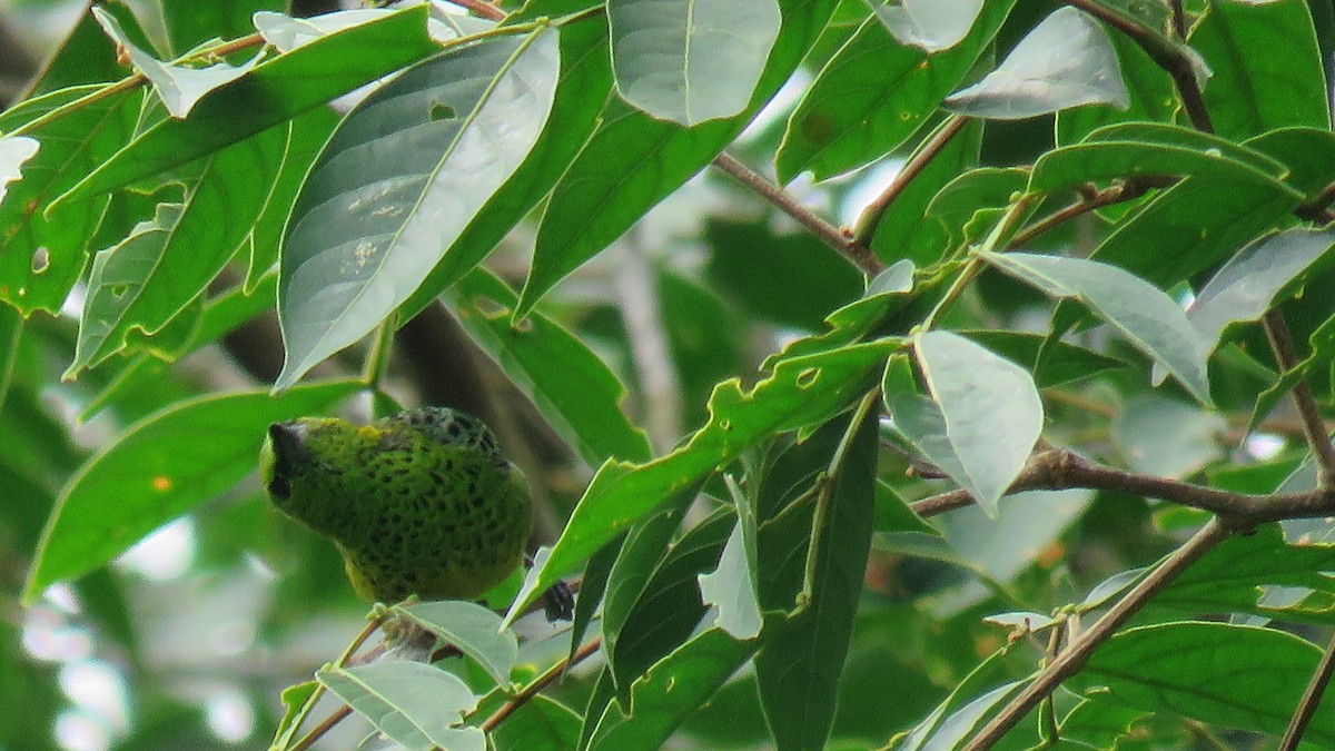 Yellow-bellied Tanager - ML610049535