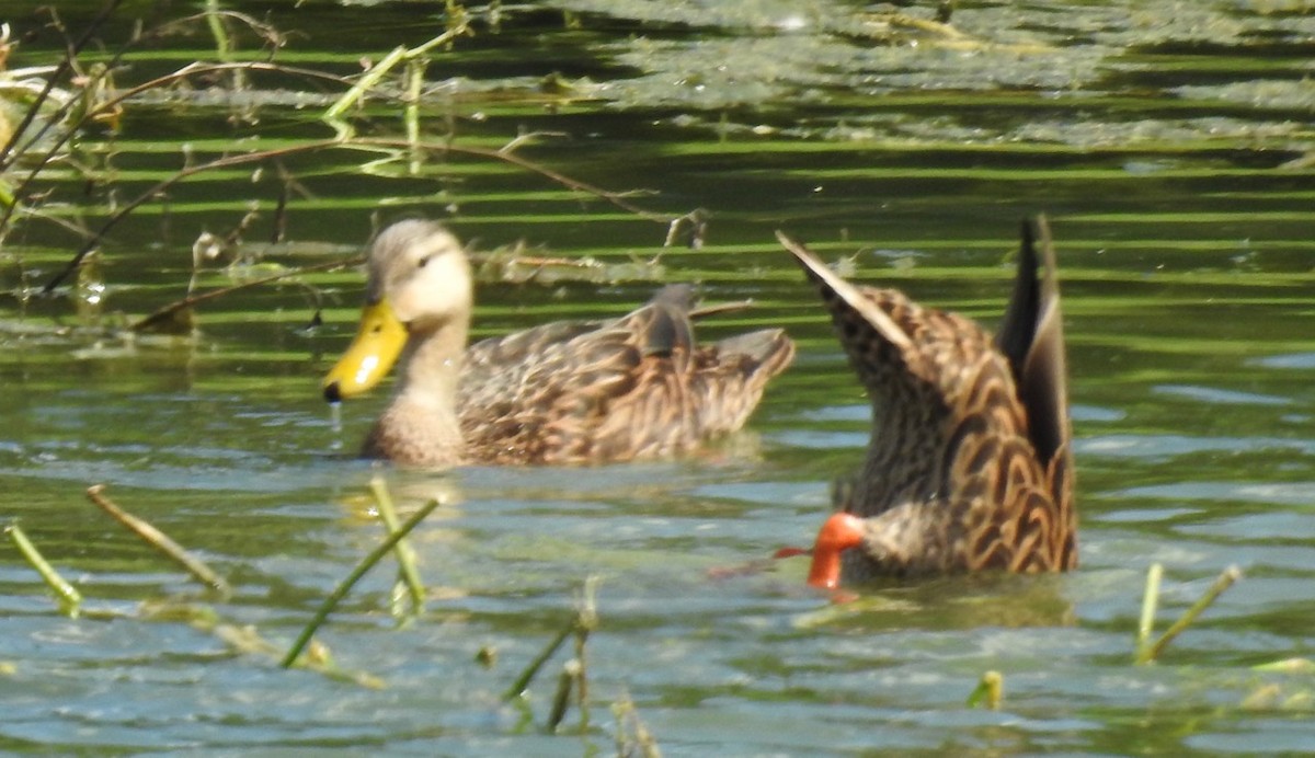 Mottled Duck (Florida) - alice horst