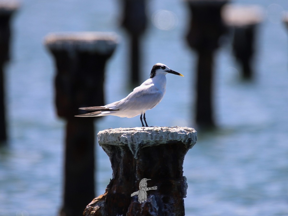 Sandwich Tern - ML610049576