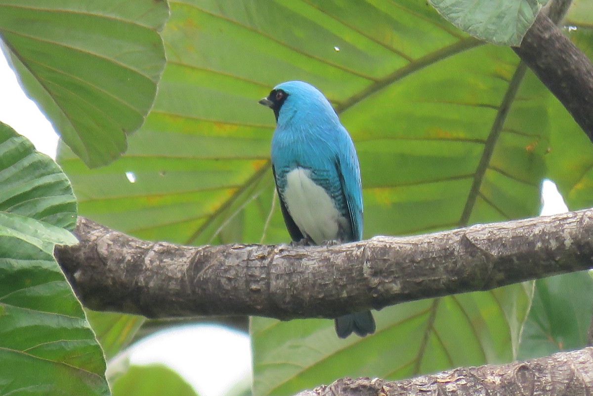 Swallow Tanager - ML610049591