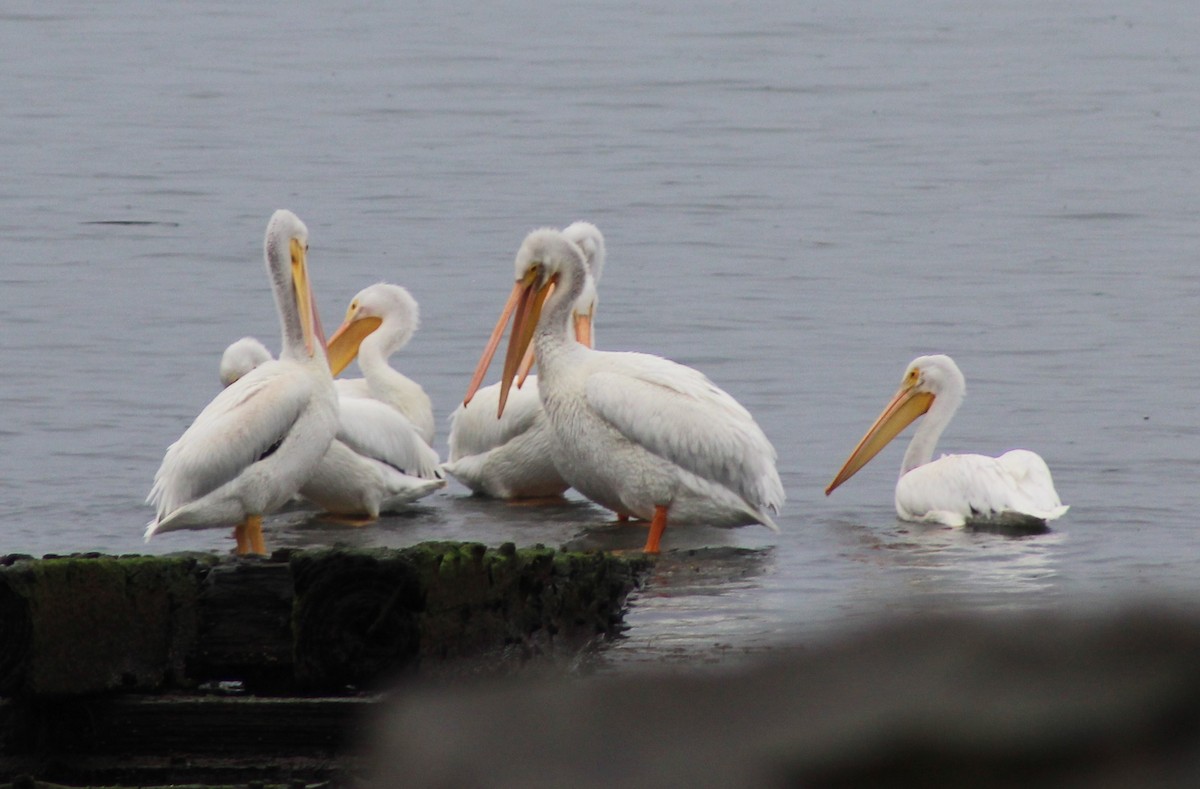 American White Pelican - ML610049595