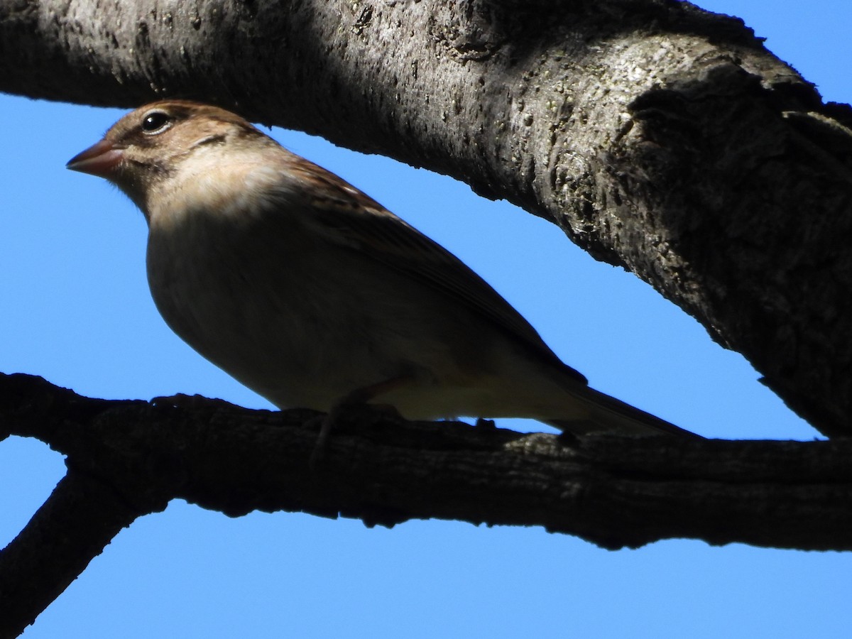 Chipping Sparrow - ML610049622