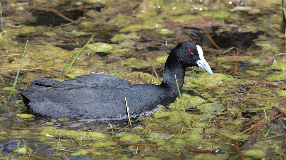 Eurasian Coot - Elaine Rose