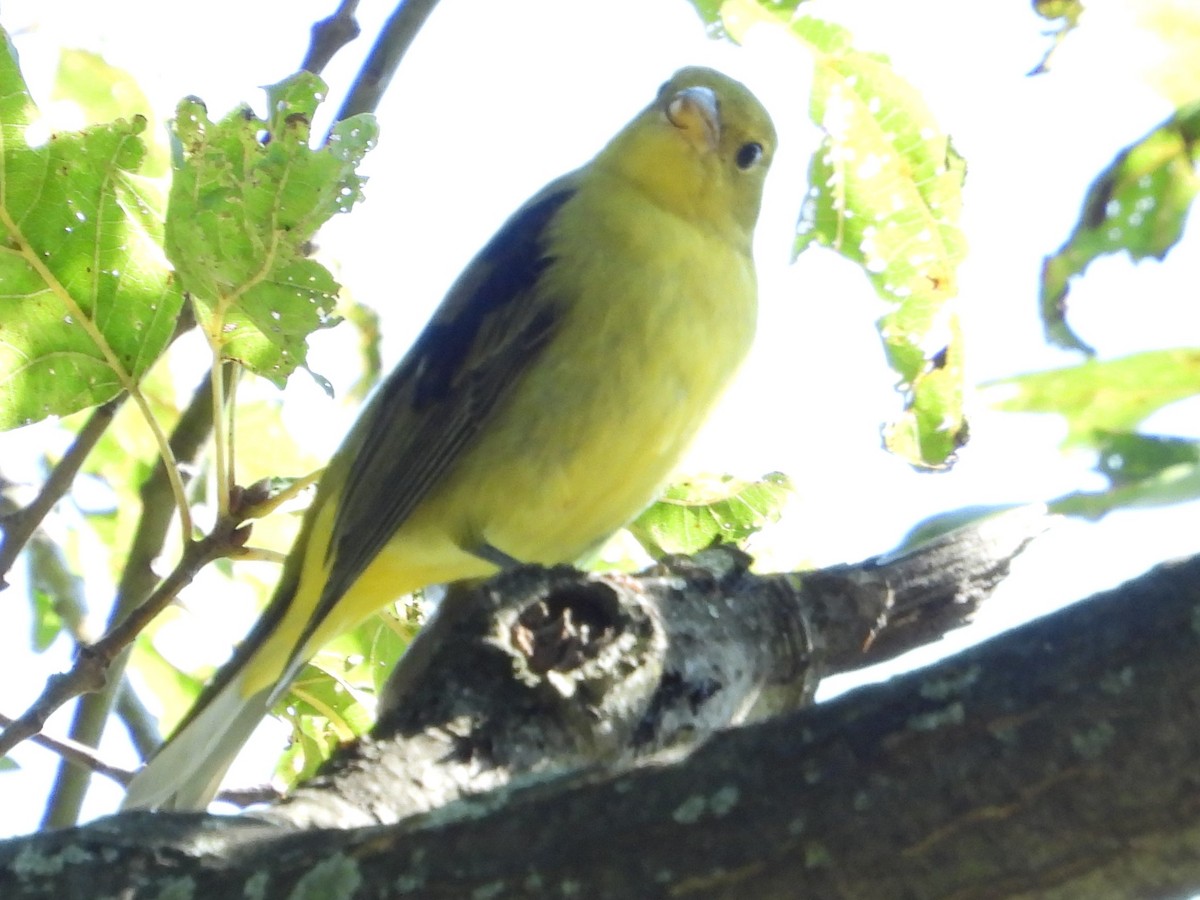 rødpiranga - ML610049899