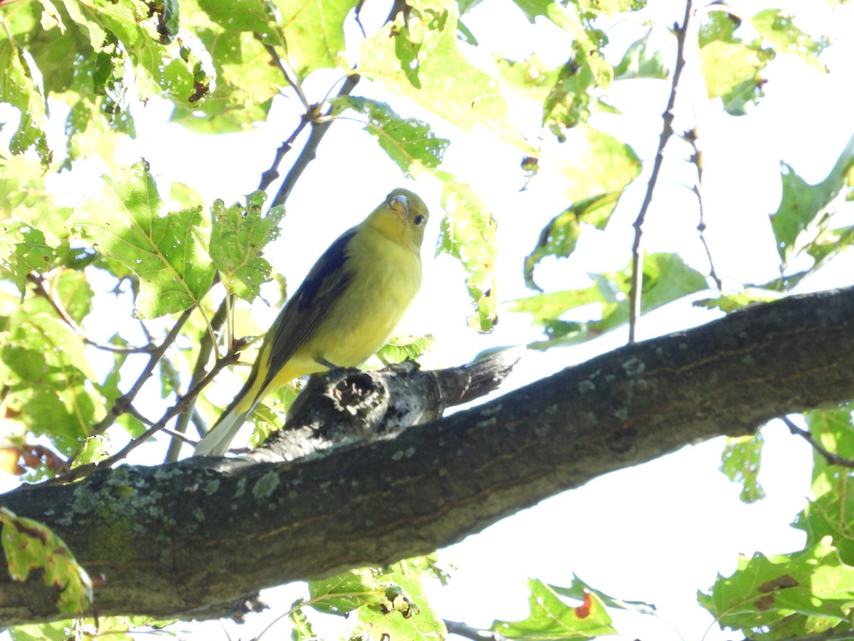 Scarlet Tanager - ML610049900