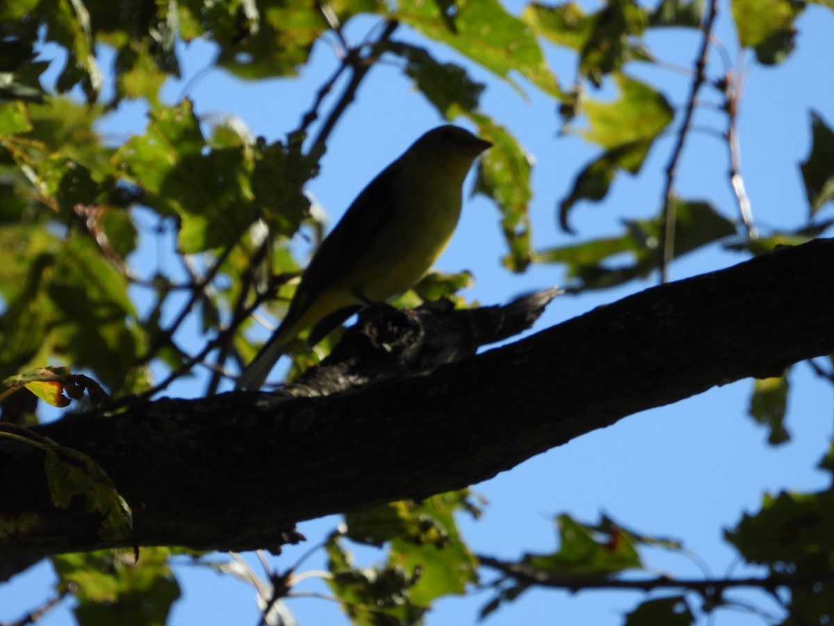 Scarlet Tanager - ML610049901