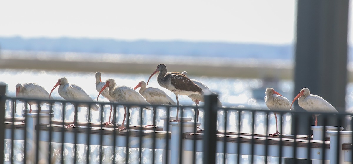 Ibis blanc - ML610049910