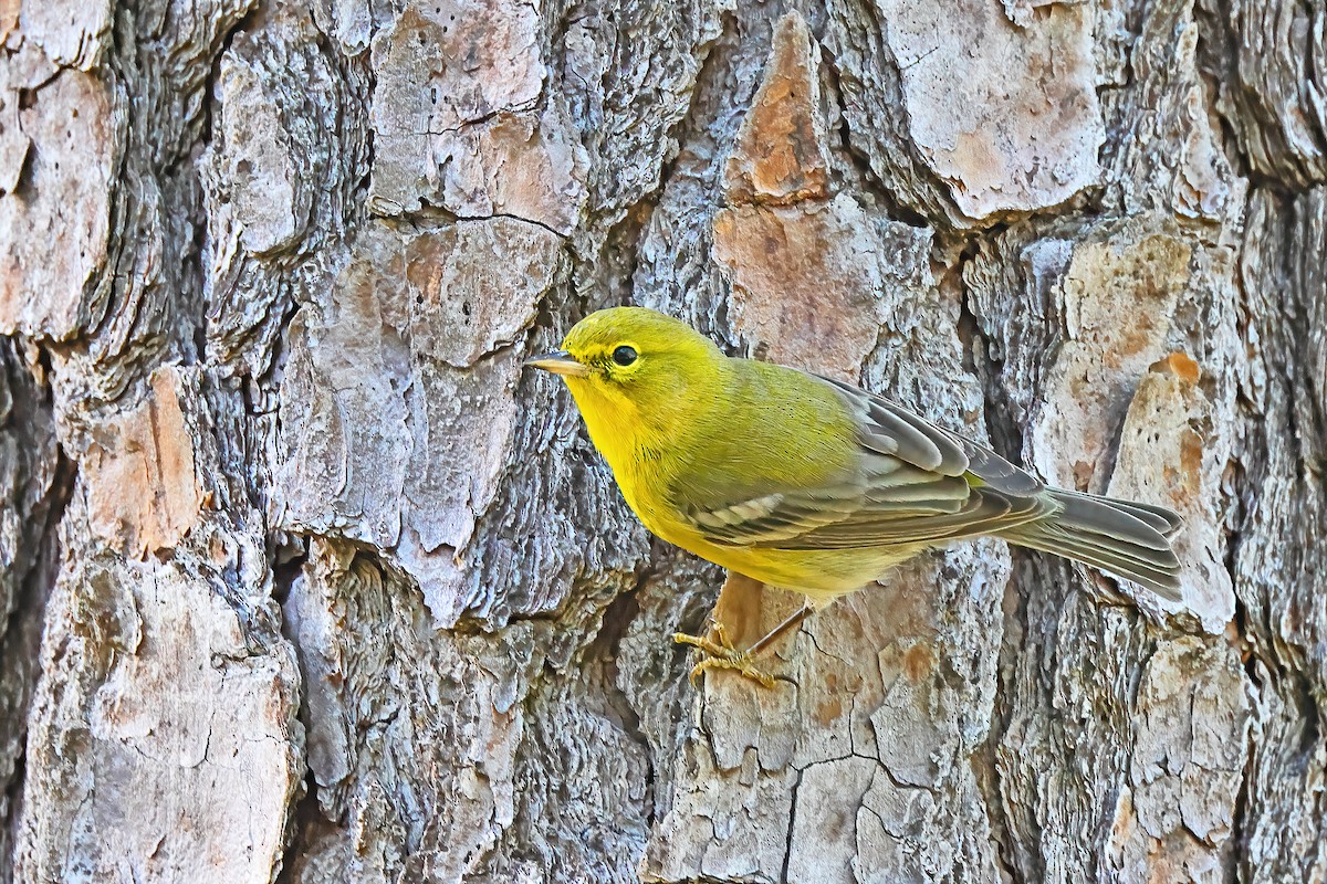 Pine Warbler - ML610049928