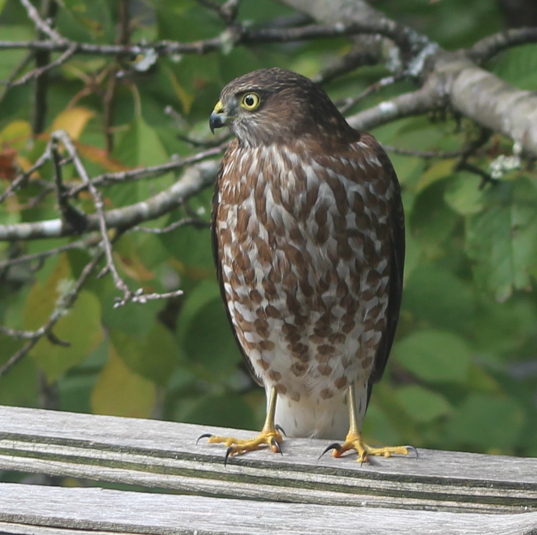 Sharp-shinned Hawk - Jeff Dreier