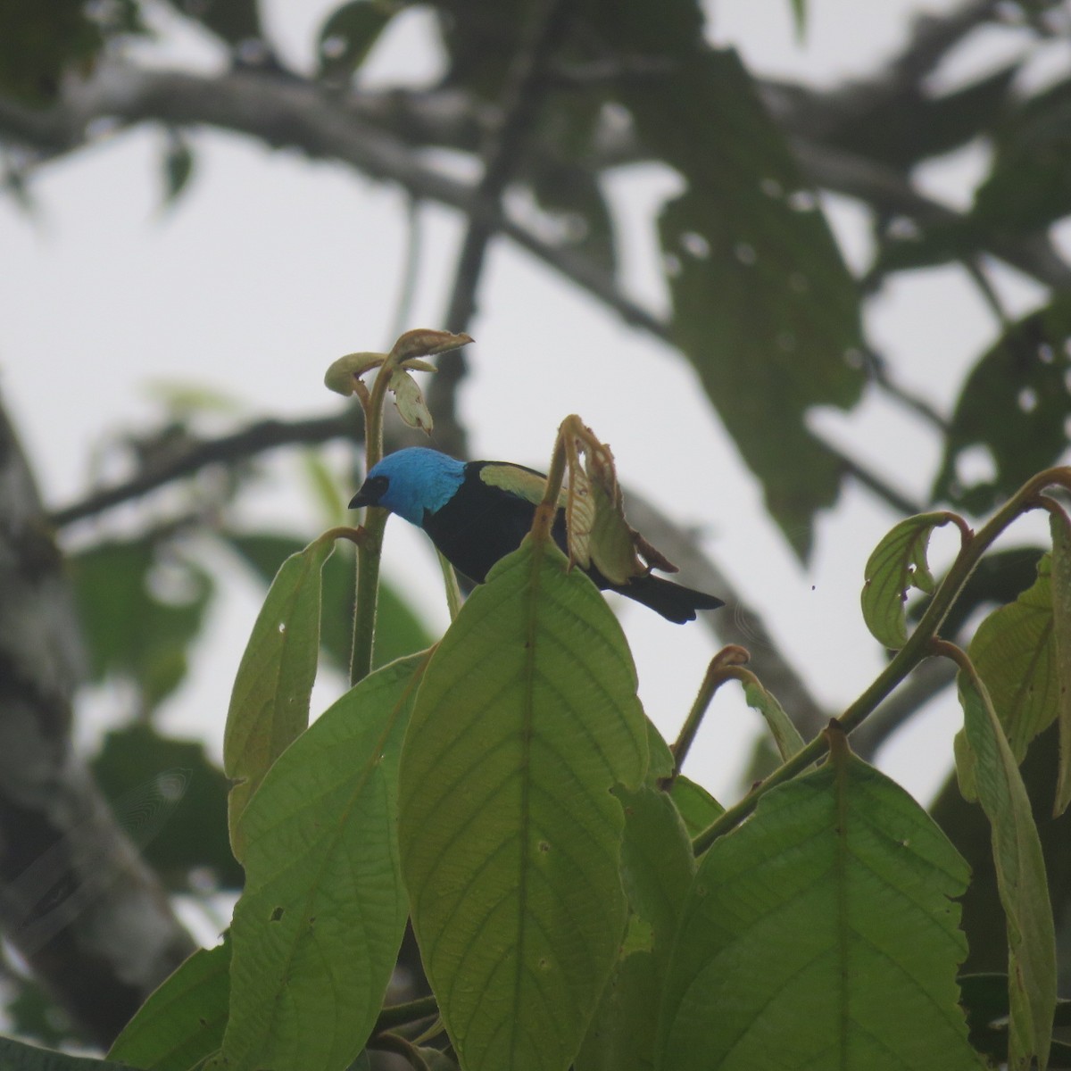 Blue-necked Tanager - ML610049964