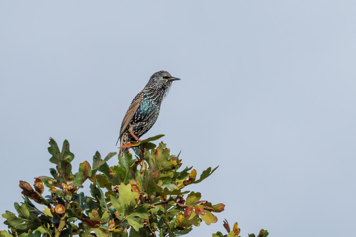 European Starling - ML610050285