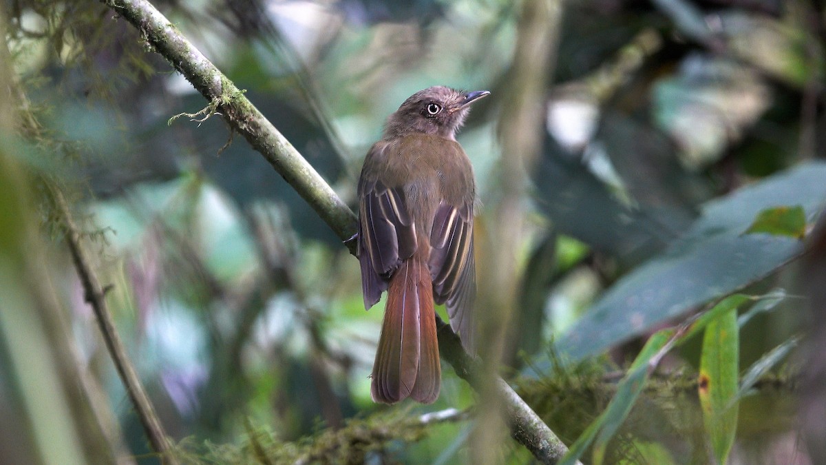 Brownish Twistwing - Daniel Pacheco Osorio