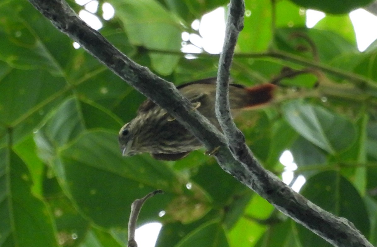 Rufous-tailed Xenops - Fernando Angulo - CORBIDI