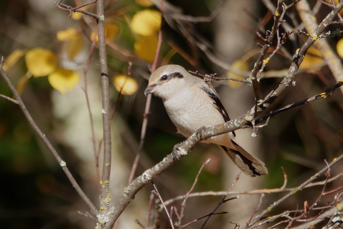 Northern Shrike - Merle Nisly