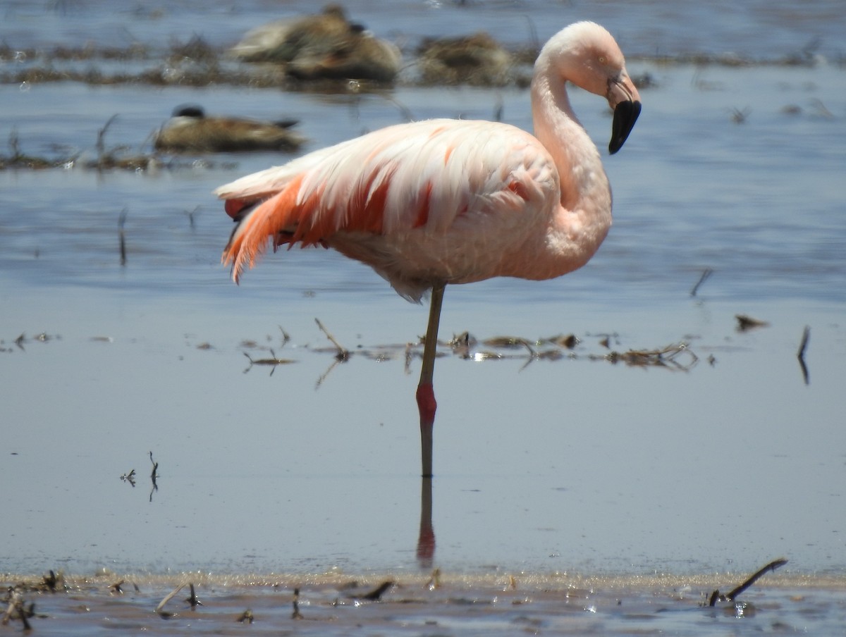 Chilean Flamingo - L. Fabian Beltran