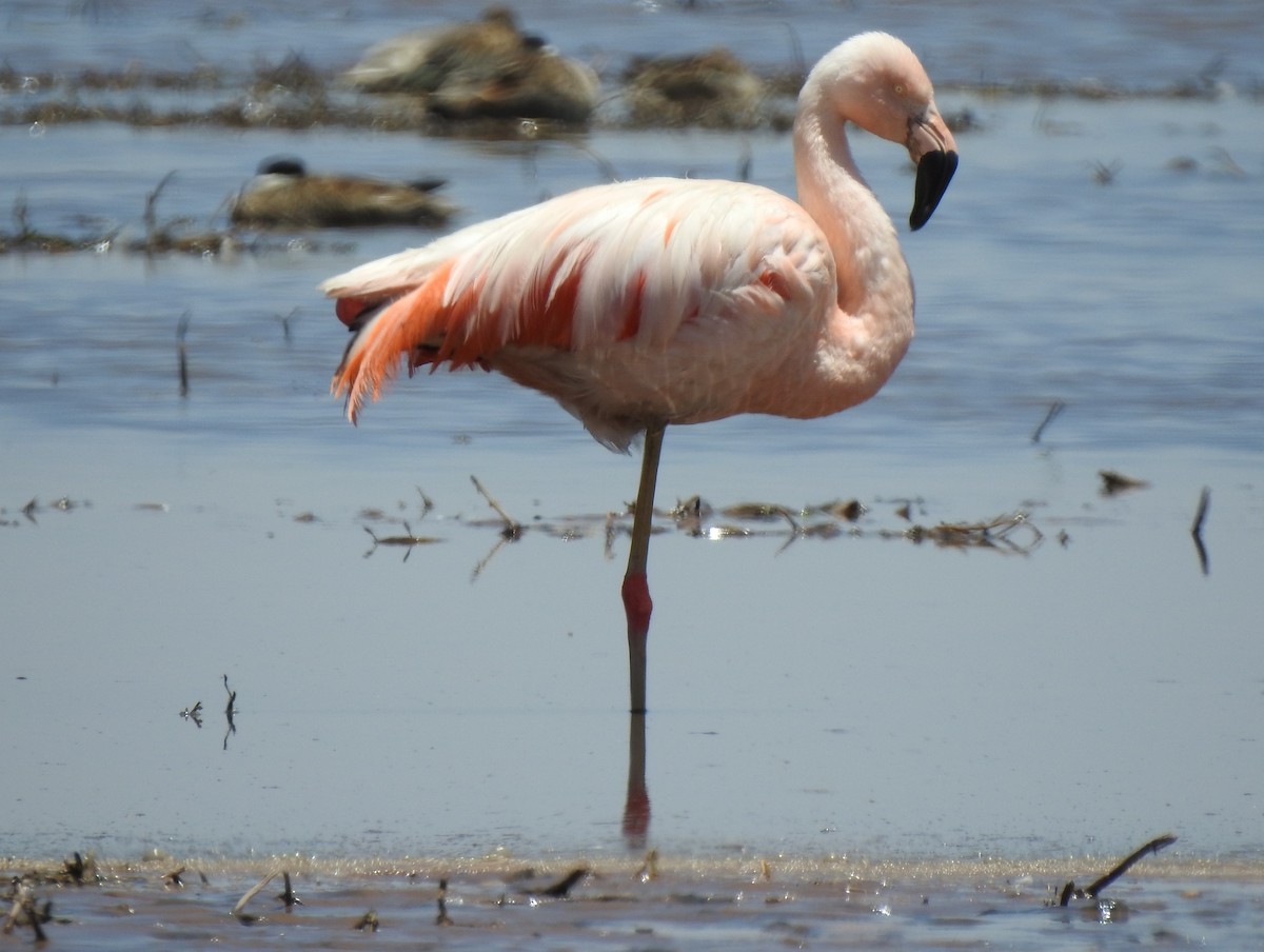 Chileflamingo - ML610050377