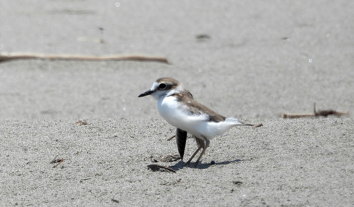 Collared Plover - ML610050421