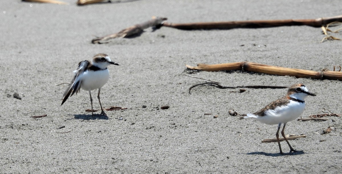 Collared Plover - Fernando Angulo - CORBIDI