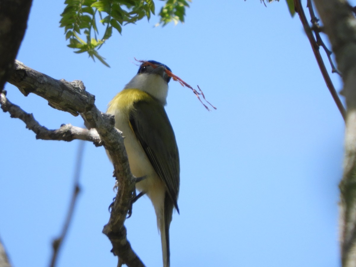 Bécarde verte - ML610050535