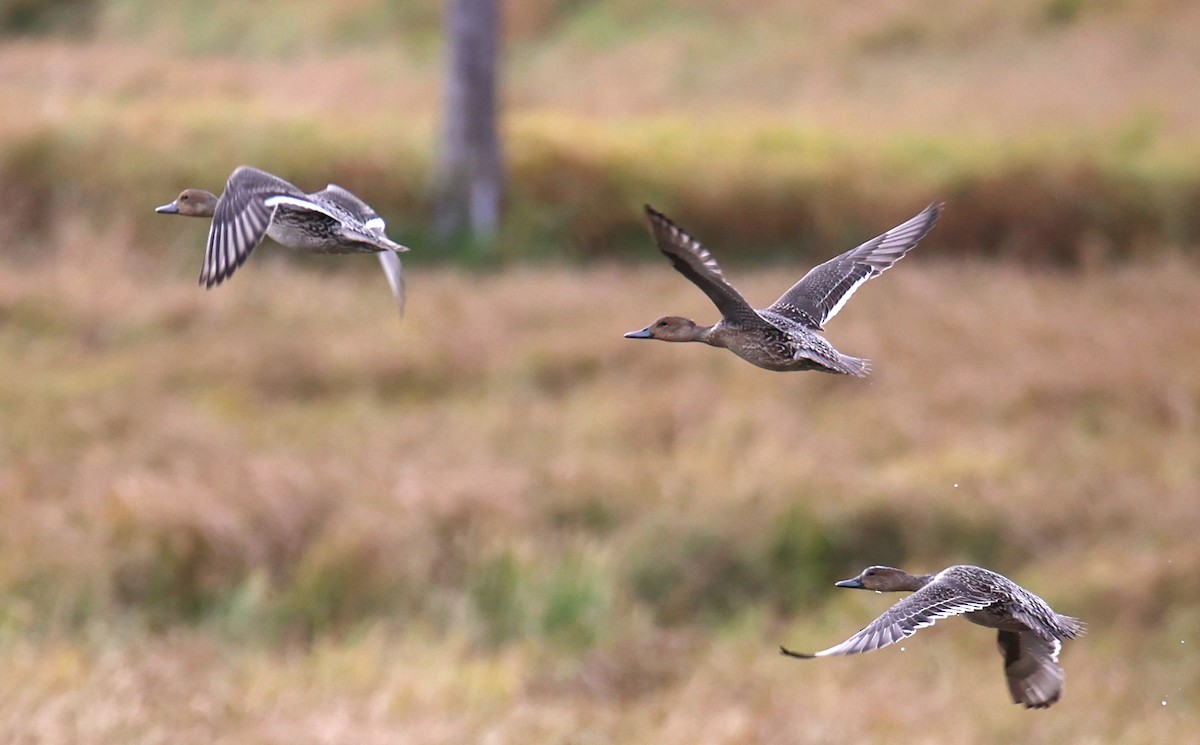 Northern Pintail - Walter Thorne