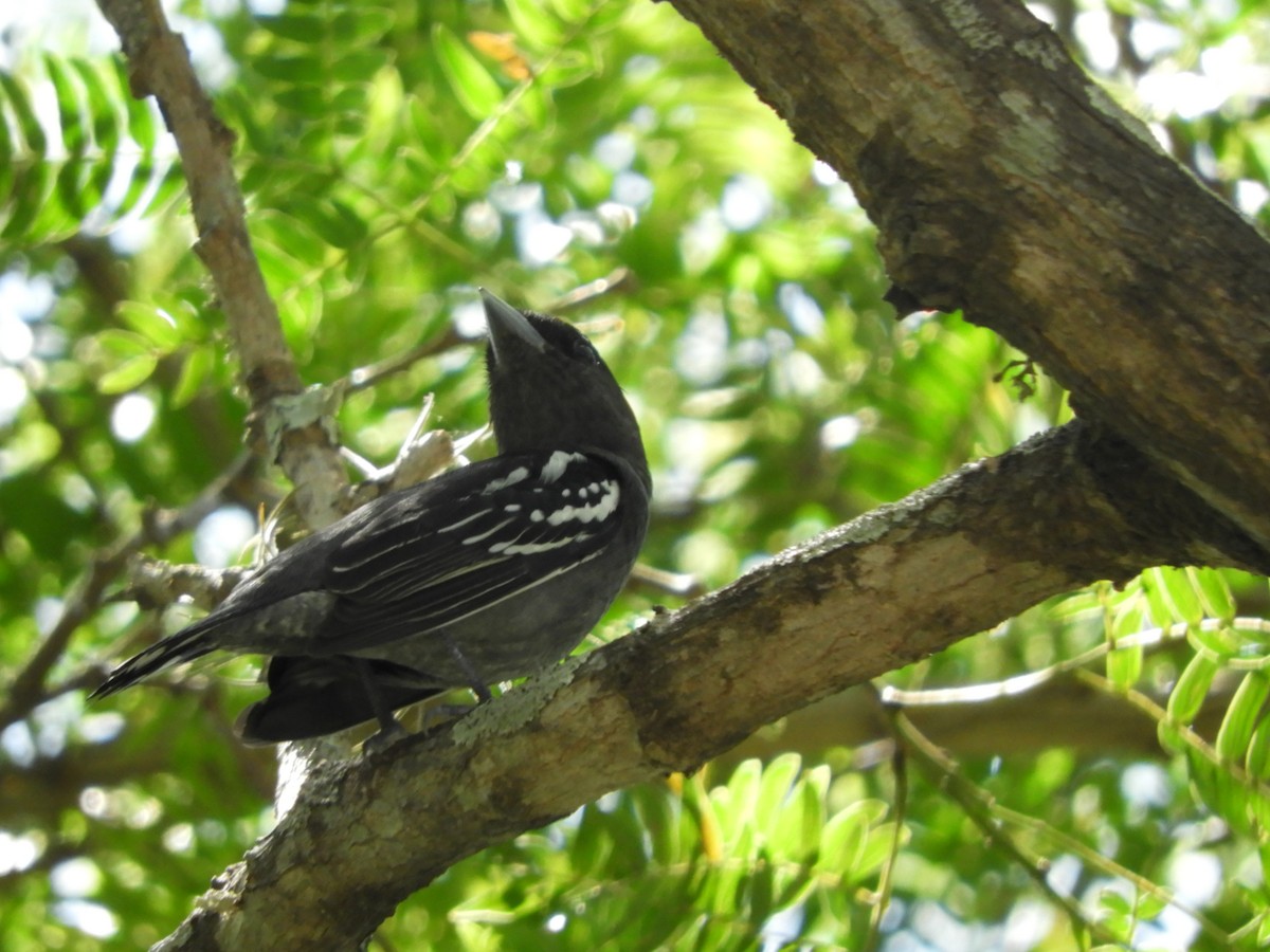 White-winged Becard - Silvia Benoist