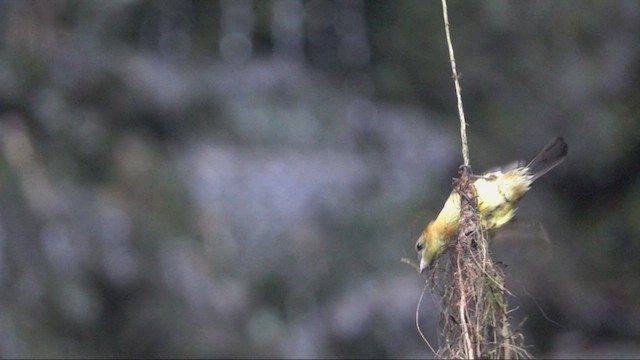 Sulphur-rumped Flycatcher - ML610050630