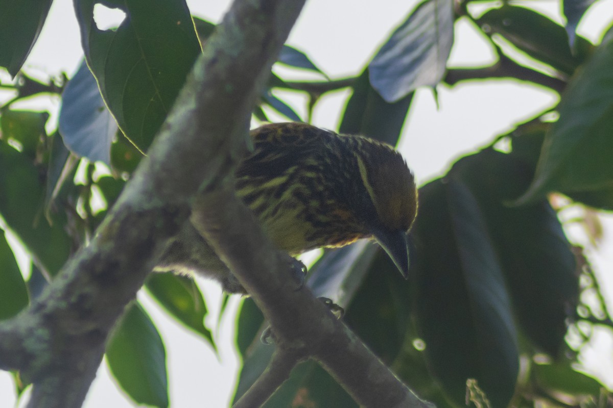 Gilded Barbet - Fabián Brito Neira