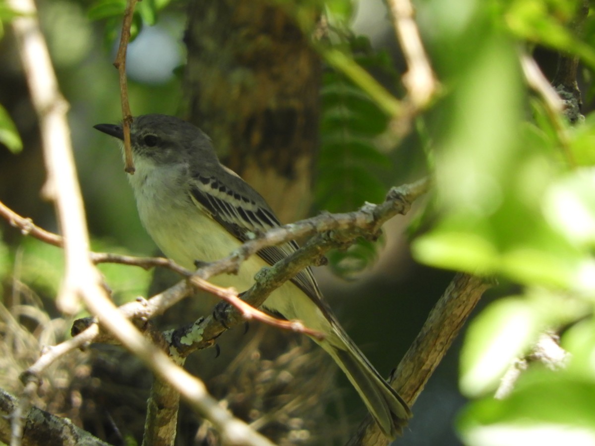 Suiriri Flycatcher - ML610050773