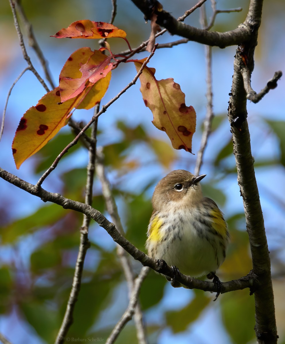 Yellow-rumped Warbler (Myrtle) - ML610050907