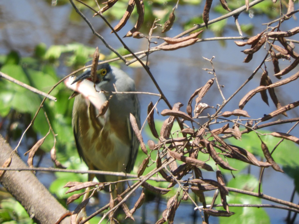 Striated Heron - Silvia Benoist