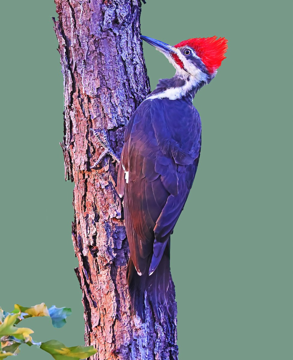 Pileated Woodpecker - Greg Homel
