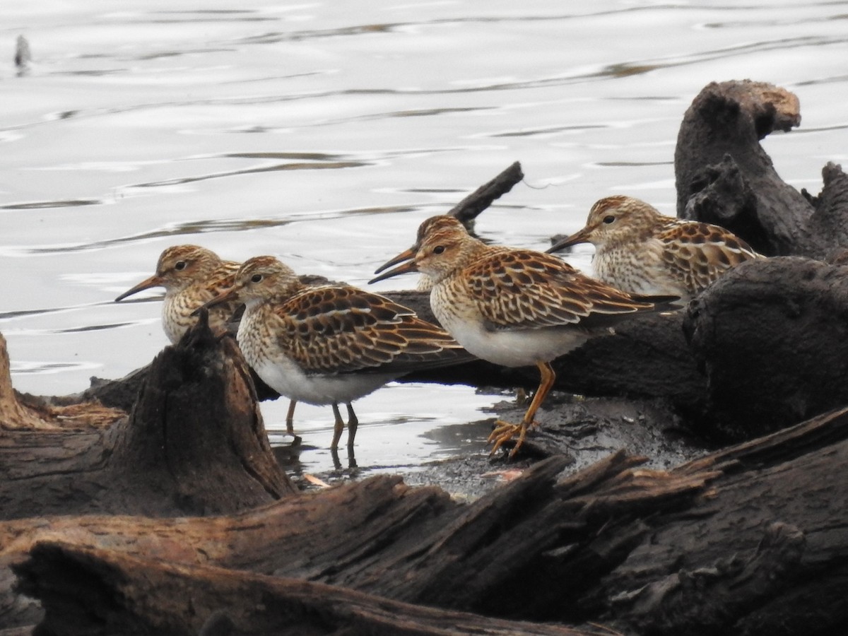 Pectoral Sandpiper - Roger Massey