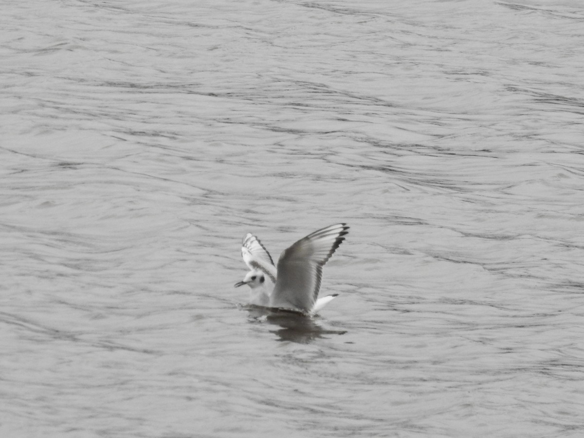 Mouette de Bonaparte - ML610051076