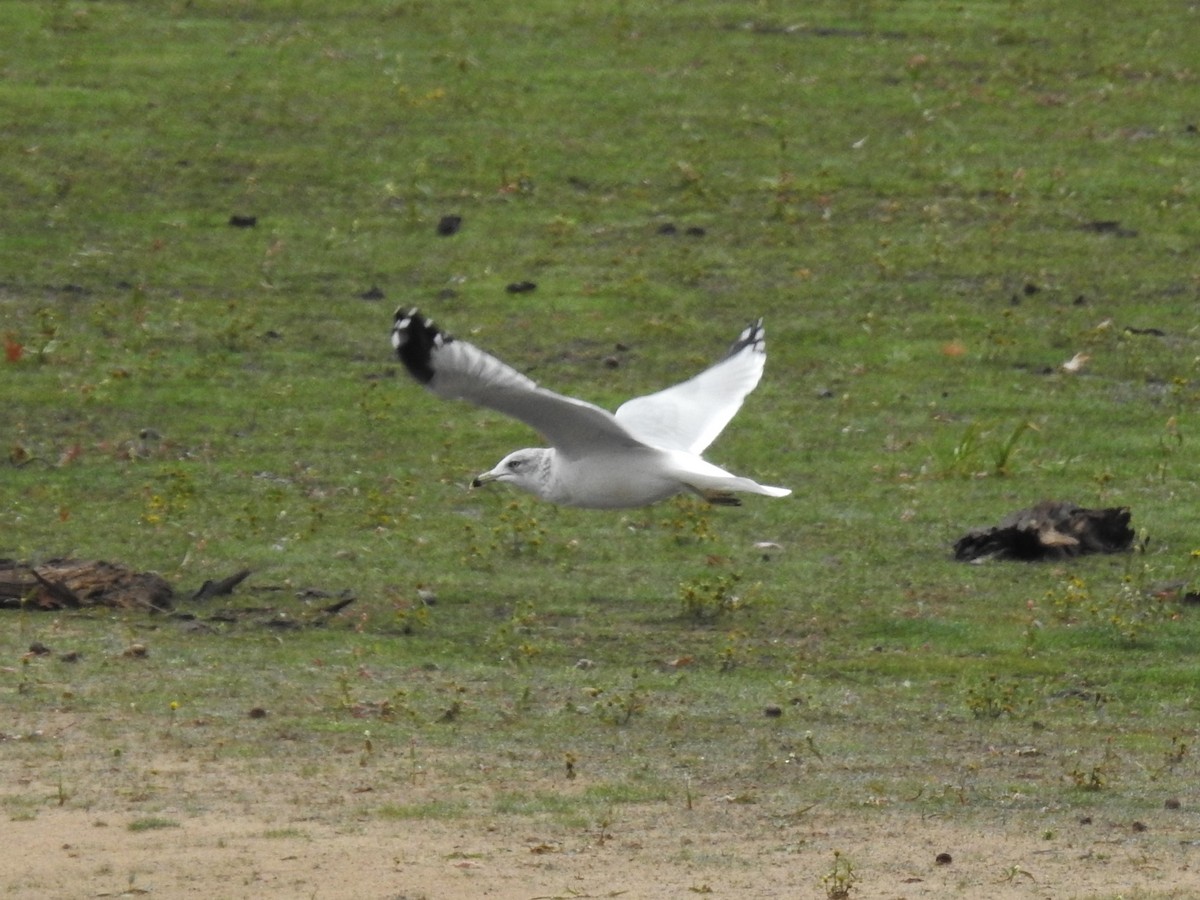 Ring-billed Gull - ML610051117