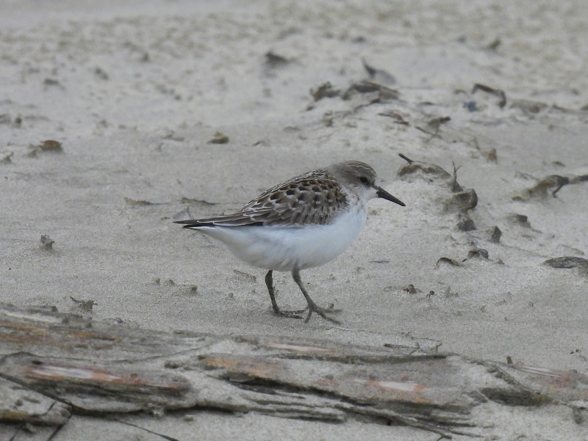 Red-necked Stint - ML610051329