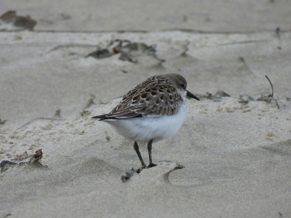 Red-necked Stint - ML610051333