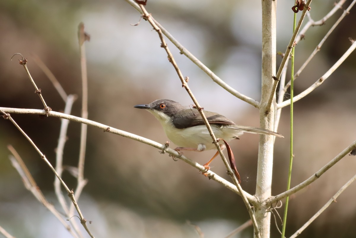 Black-headed Apalis - ML610051383