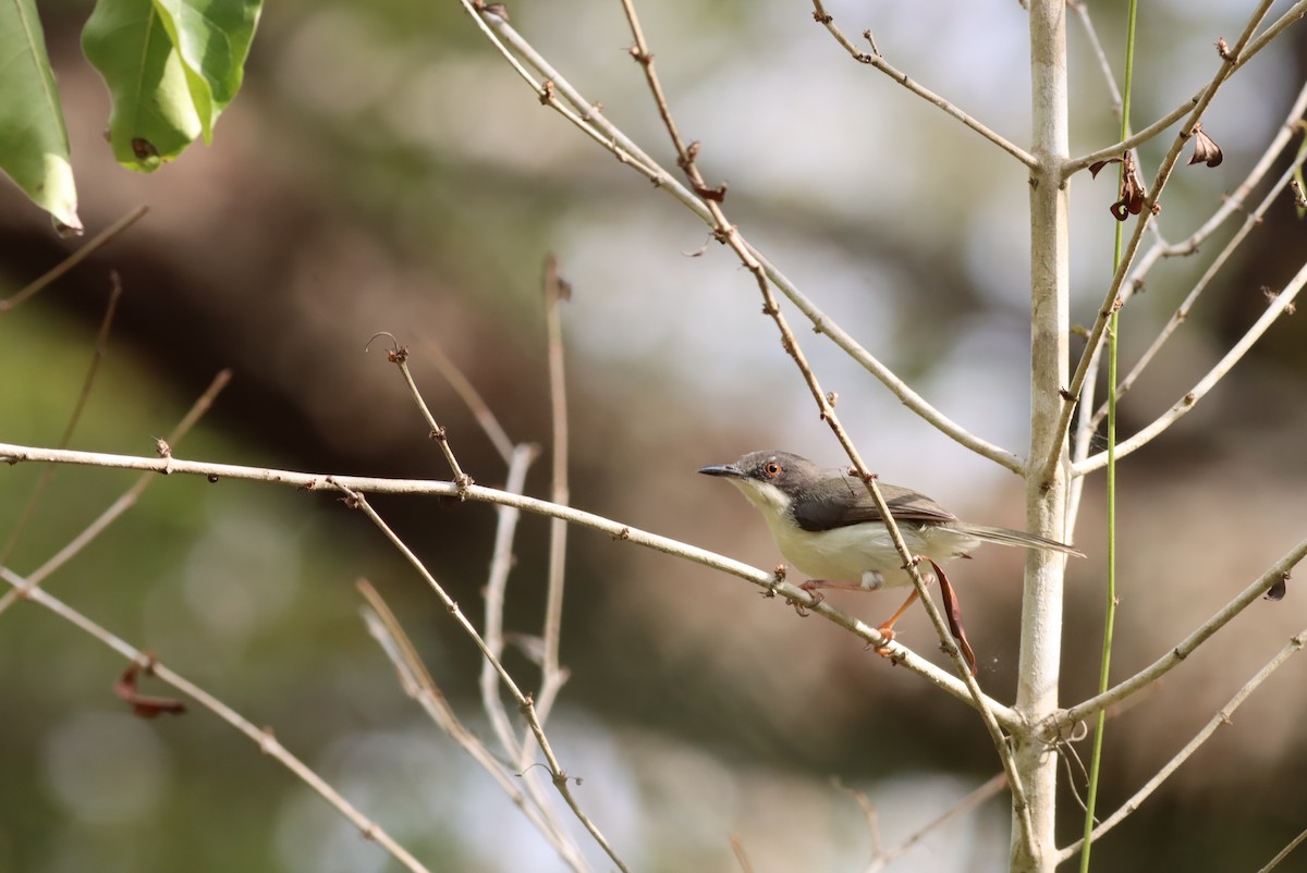 Black-headed Apalis - ML610051391