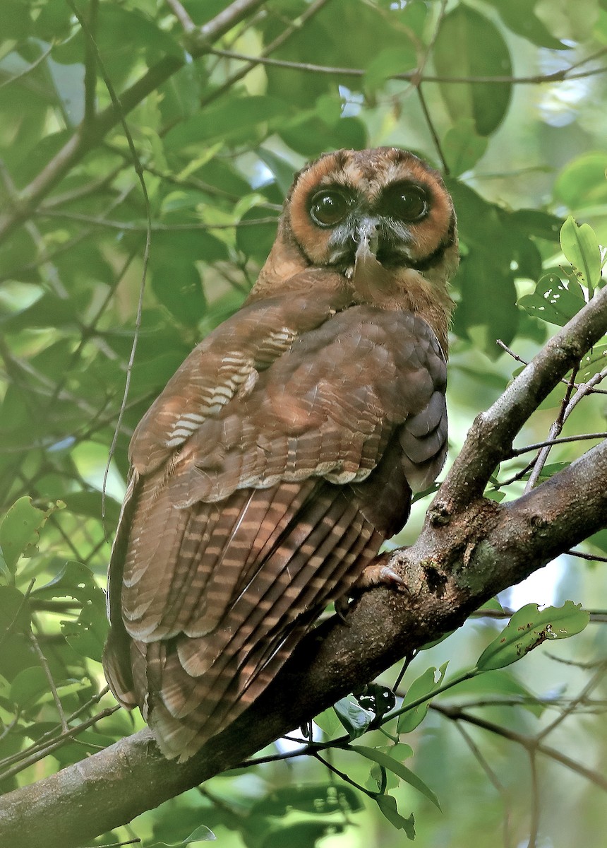 Brown Wood-Owl - sheau torng lim