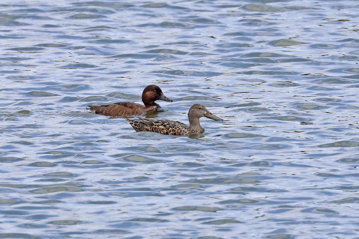 Australasian Shoveler - ML610051447