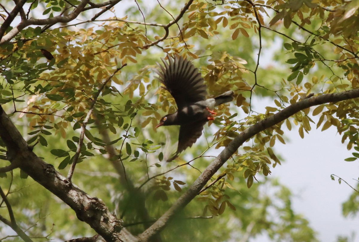 Chestnut-fronted Helmetshrike - ML610051482