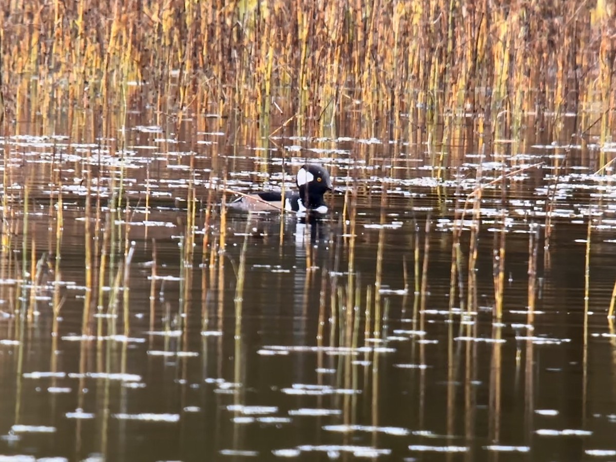 Hooded Merganser - Detlef Buettner