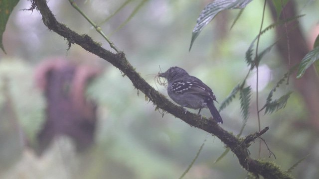 Black-crowned Antshrike - ML610051662