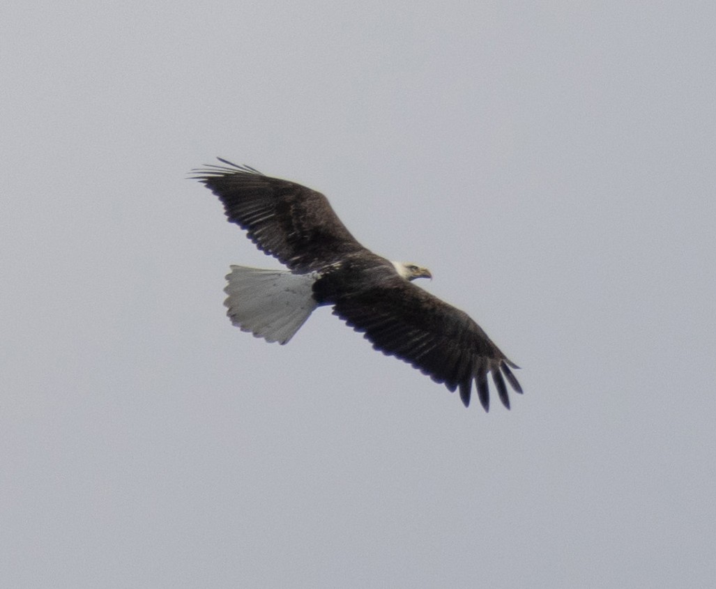 Bald Eagle - ML610051696