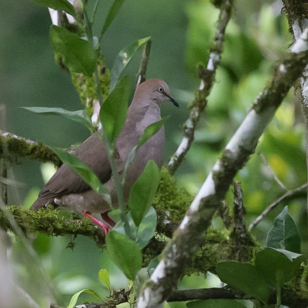 Gray-chested Dove - ML610051769