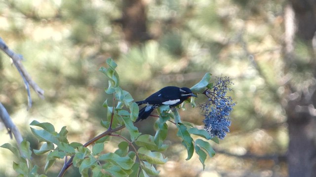 Williamson's Sapsucker - ML610051802