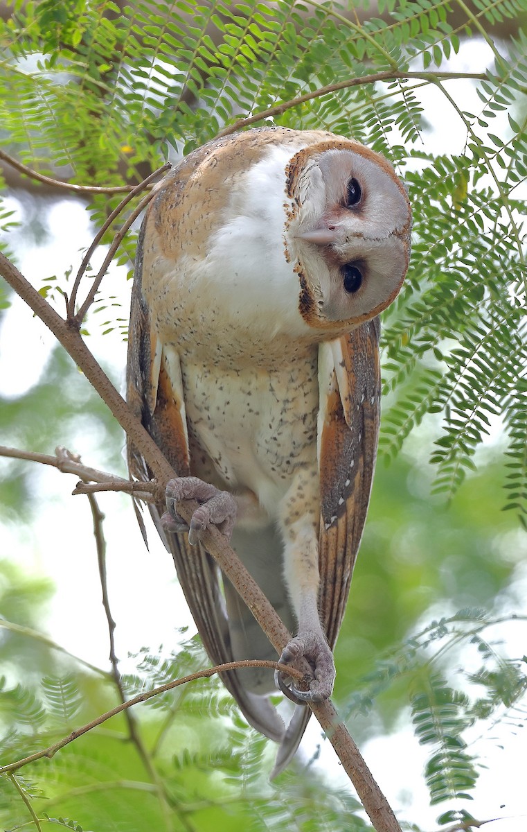 Barn Owl - sheau torng lim