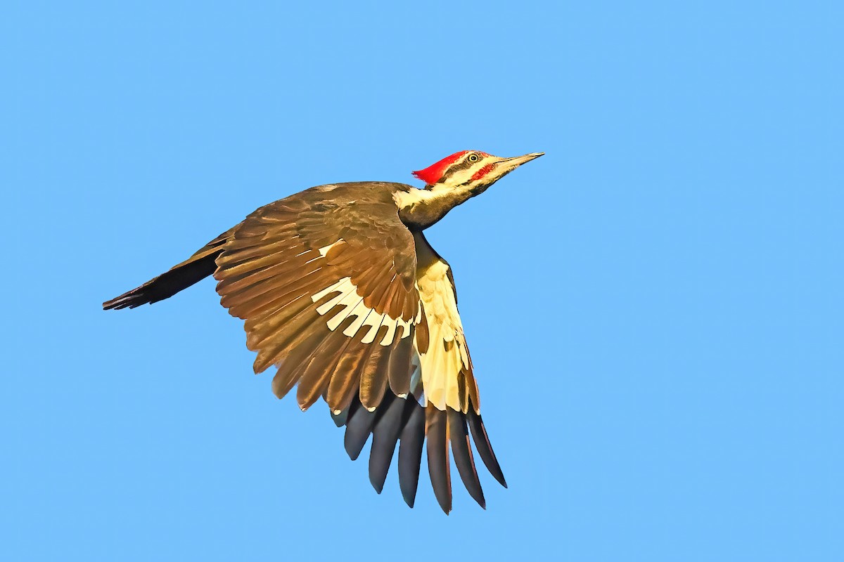 Pileated Woodpecker - ML610051956