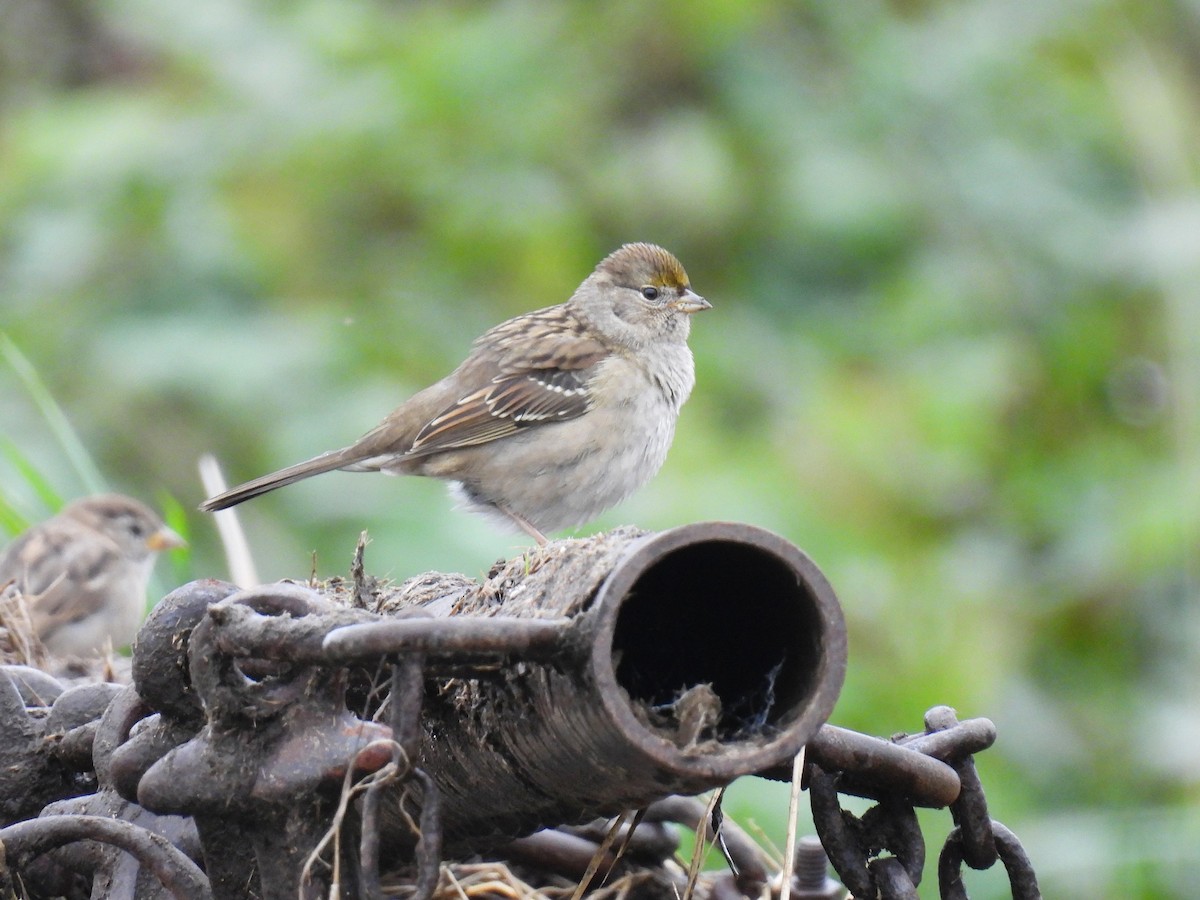 Golden-crowned Sparrow - ML610052012