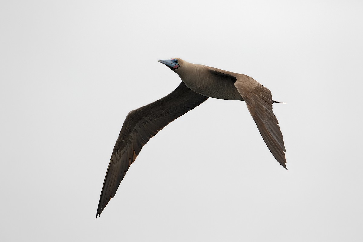 Fou à pieds rouges - ML610052018